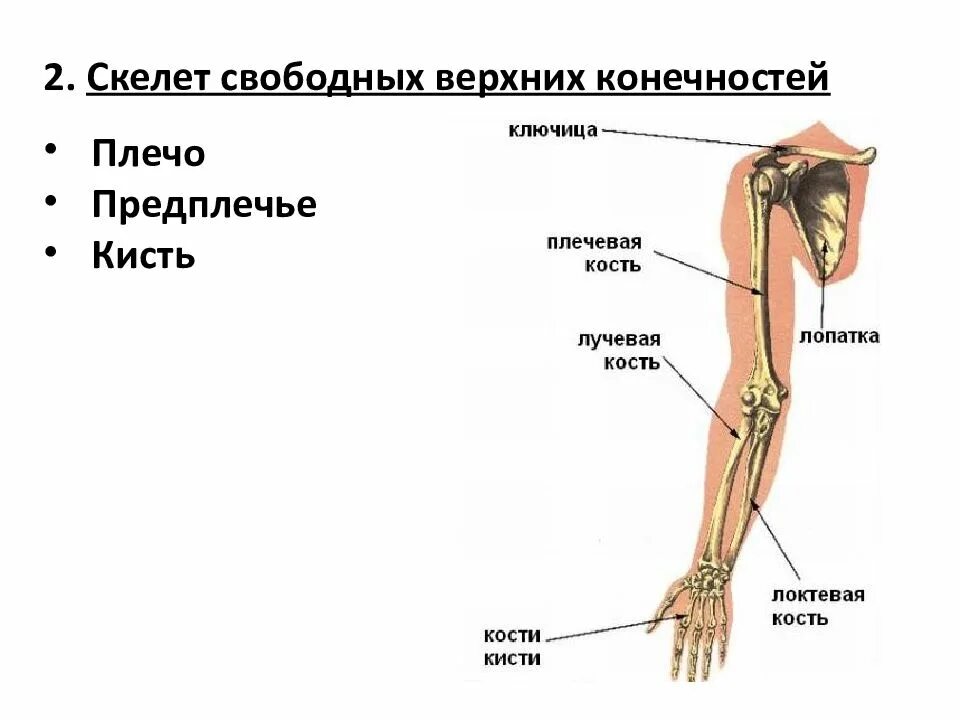 Плечо и предплечье. Строение руки. Анатомия руки плечо предплечье. Скелет свободной верхней конечности.