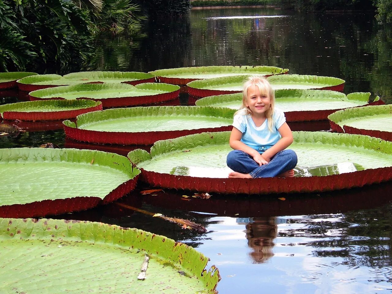 Большие листья на воде