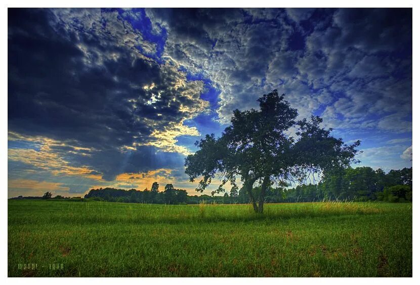 Just tree. Just tree
