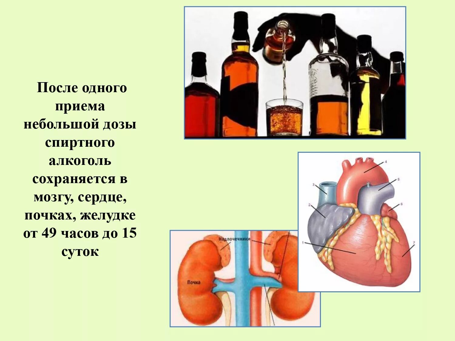 Виски орган человека. Алкоголизм и его влияние на организм. Алкоголь для презентации. Алкоголизм презентация.