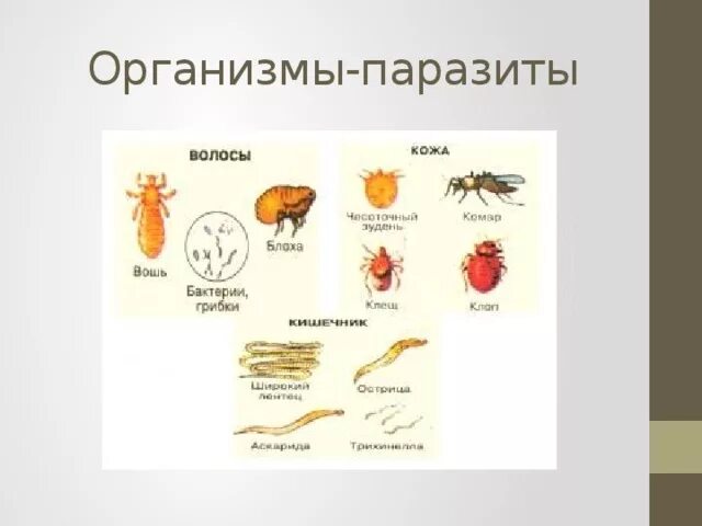 Животные обитающие в живых организмах. Организмы организменной среды обитания. Примеры организмов организменной среды. Представители организменной среды обитания.