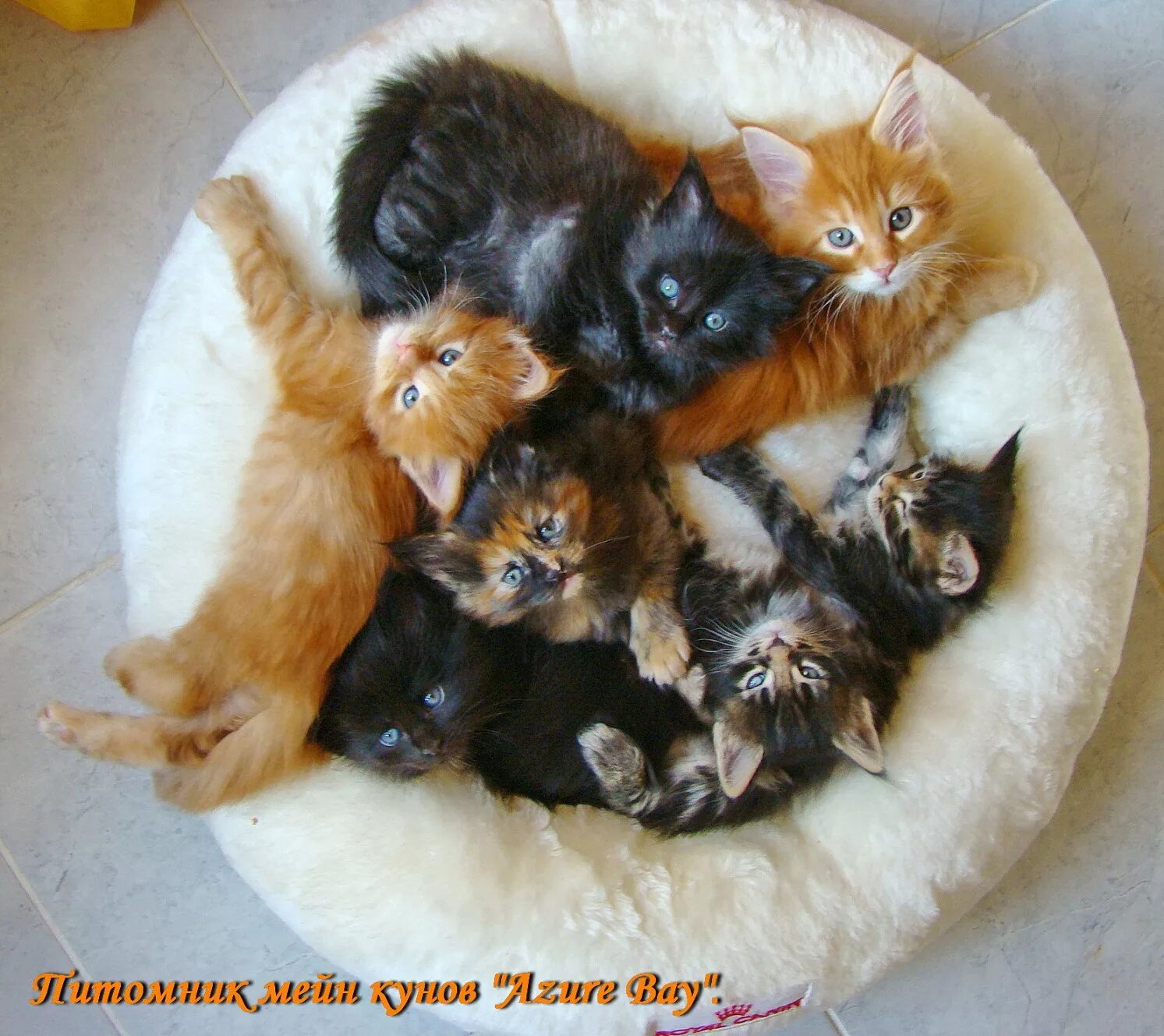 котята. кошка с котятами для детского сада. разных котиков шлеп. в помете разные котята. разные котята.