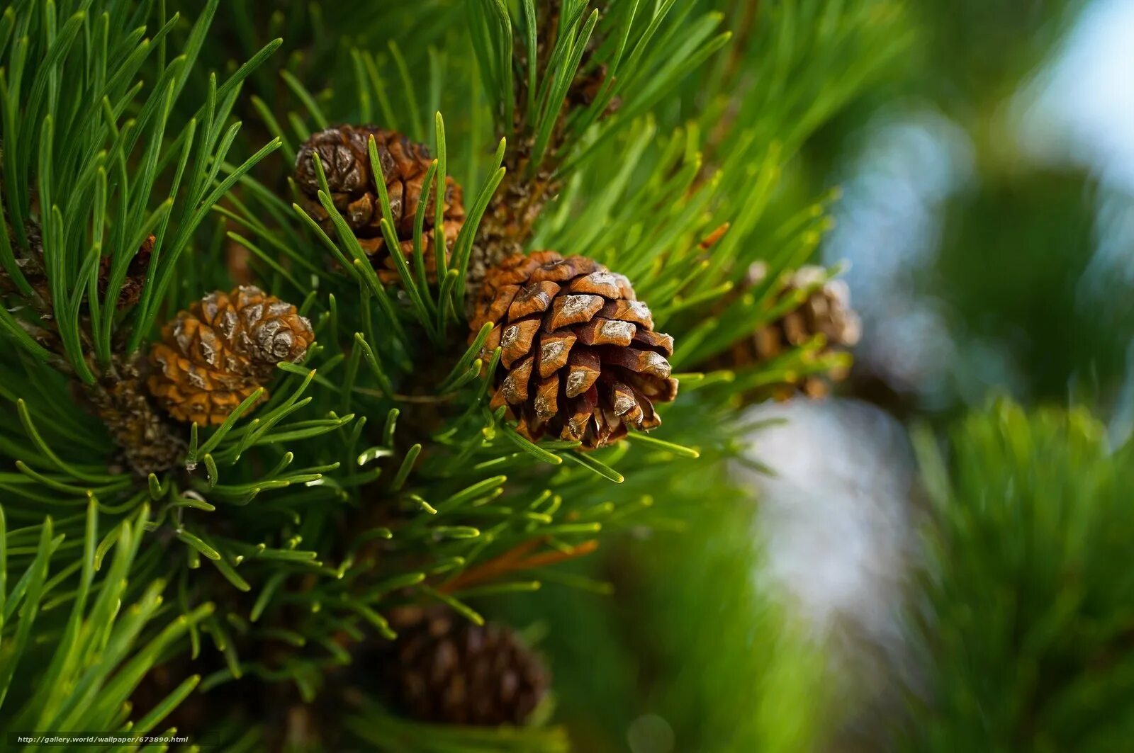 Хвойные Голосеменные сосна обыкновенная. Pinus Sylvestris шишки. Кедр голосеменное растение. Сосна Пиния шишки. Гудящие сосны