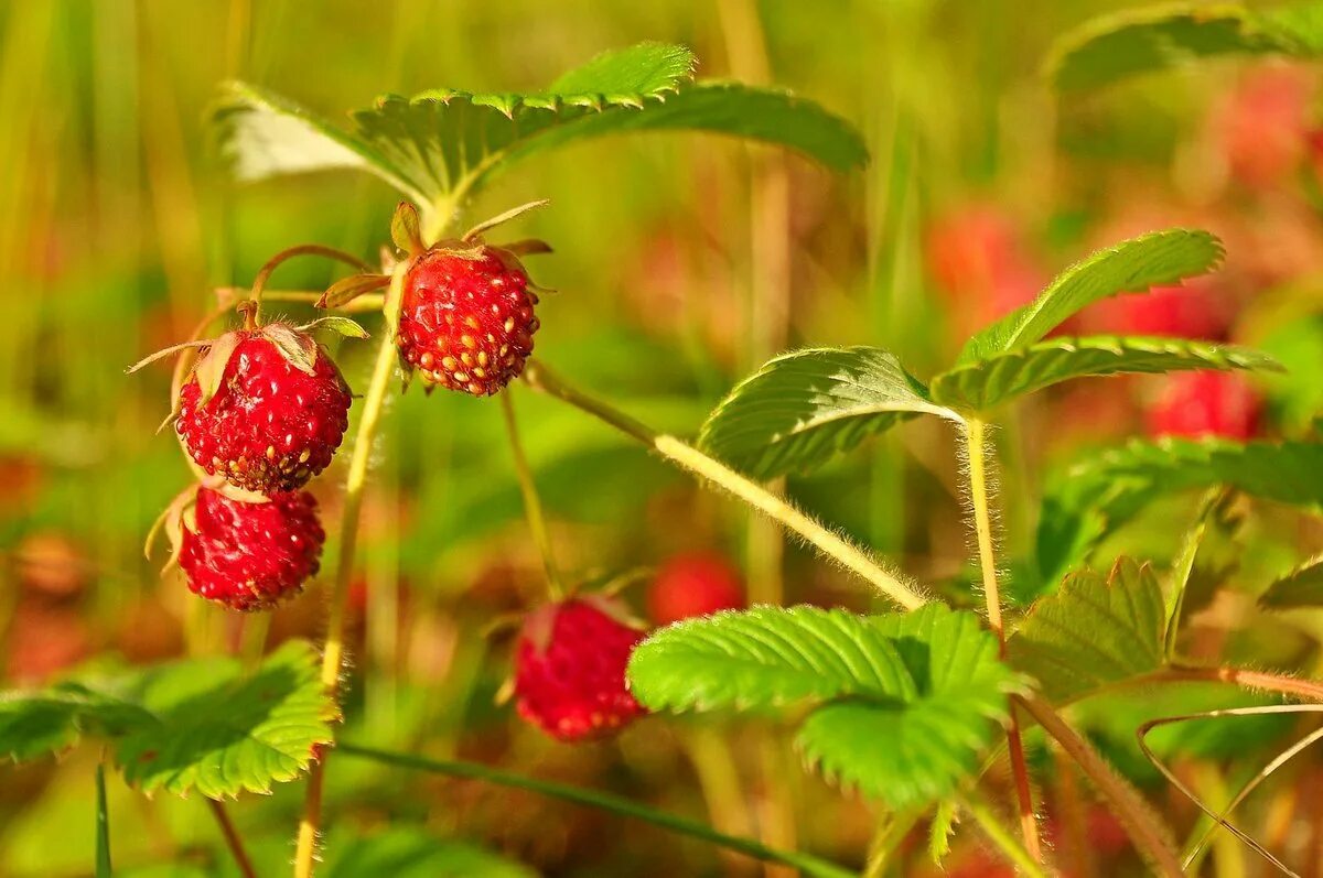 Лето клубника. Земляника в огороде. Земляника лесная сообщение. Клубника некрупная. Растения растущие в лесу.