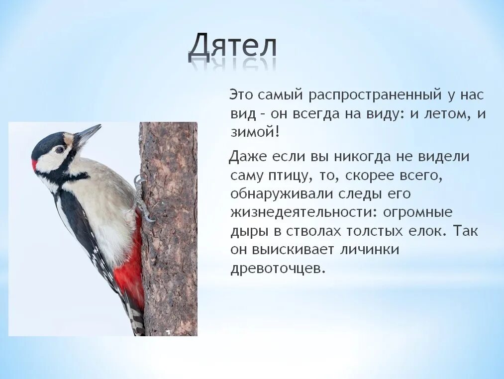 Дятел стукач. Дятел описание птицы. Дятел зимующая птица. Небольшое описание дятла. Стучал дятел какой