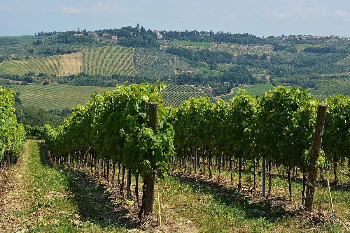 Плодовые насаждения. Винодельня в Тоскане. Гасконь виноградники. Винодельня Северная Осетия. Виноград Тоскана.