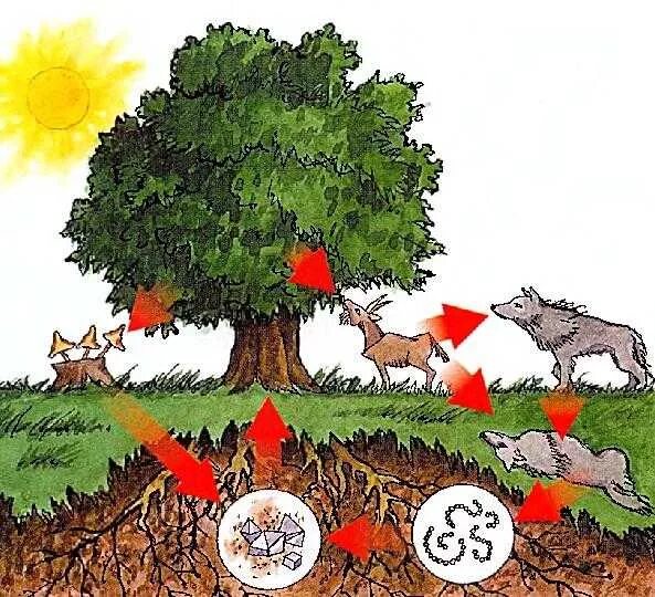 Американский биолог эколог барри коммонер. Все связано со всем примеры. Законы жизни барри коммонера. Законы экологии в природе все связано. Пример на закон всë связано со всем.