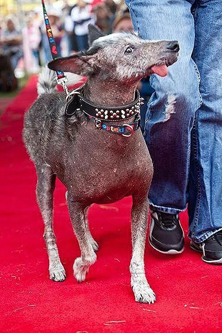 Страшные собаки в мире. Голландская овчарка Квазимодо. Самая стремная порода собак. Самая стремная собака в мире.