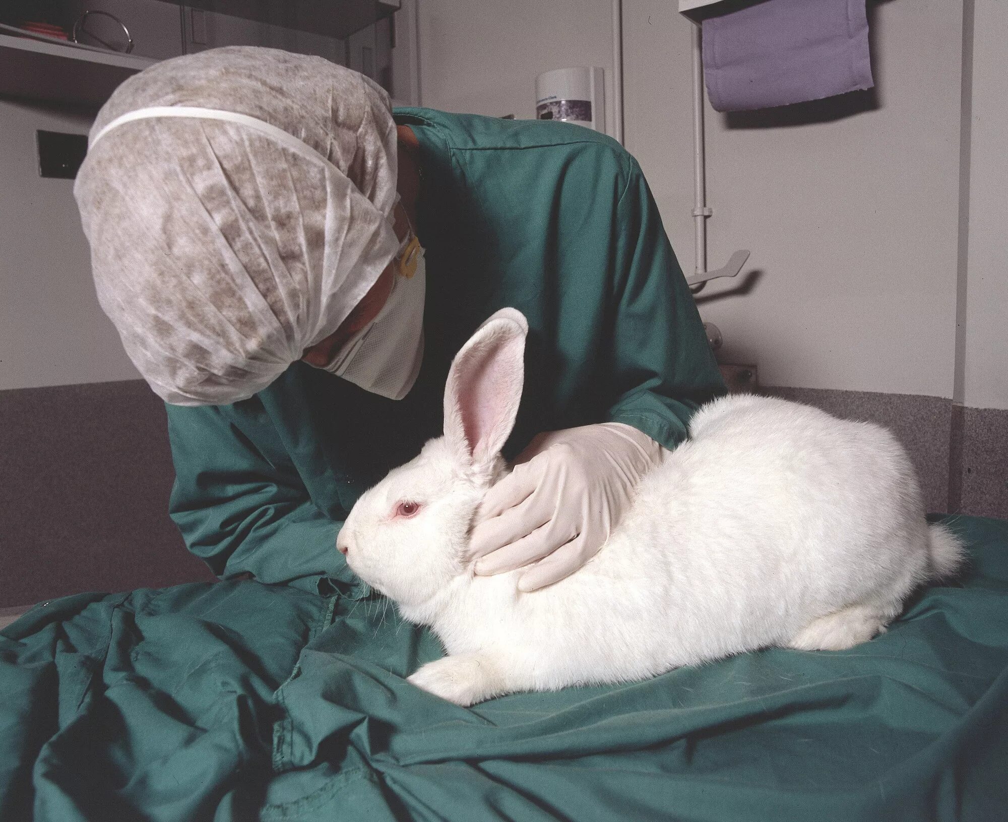 Экспериментальные животные. Ветеринар с кроликом. Болезнь ветеринара