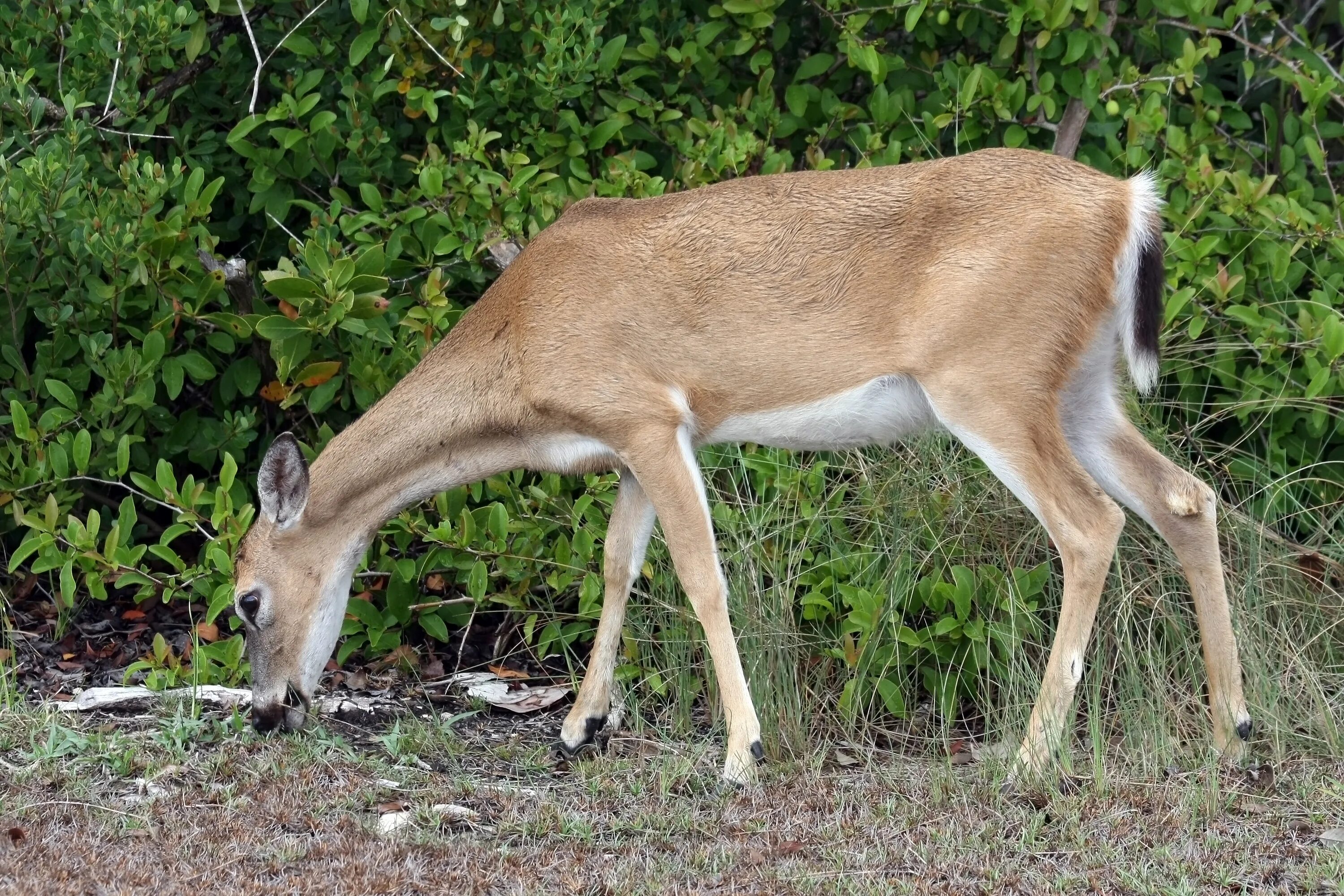 Odocoileus virginianus. Белохвостый олень самка. Белохвостый олень Мексика. Белохвостый олень Коста Рика. Как называется взрослая стельная самка оленя