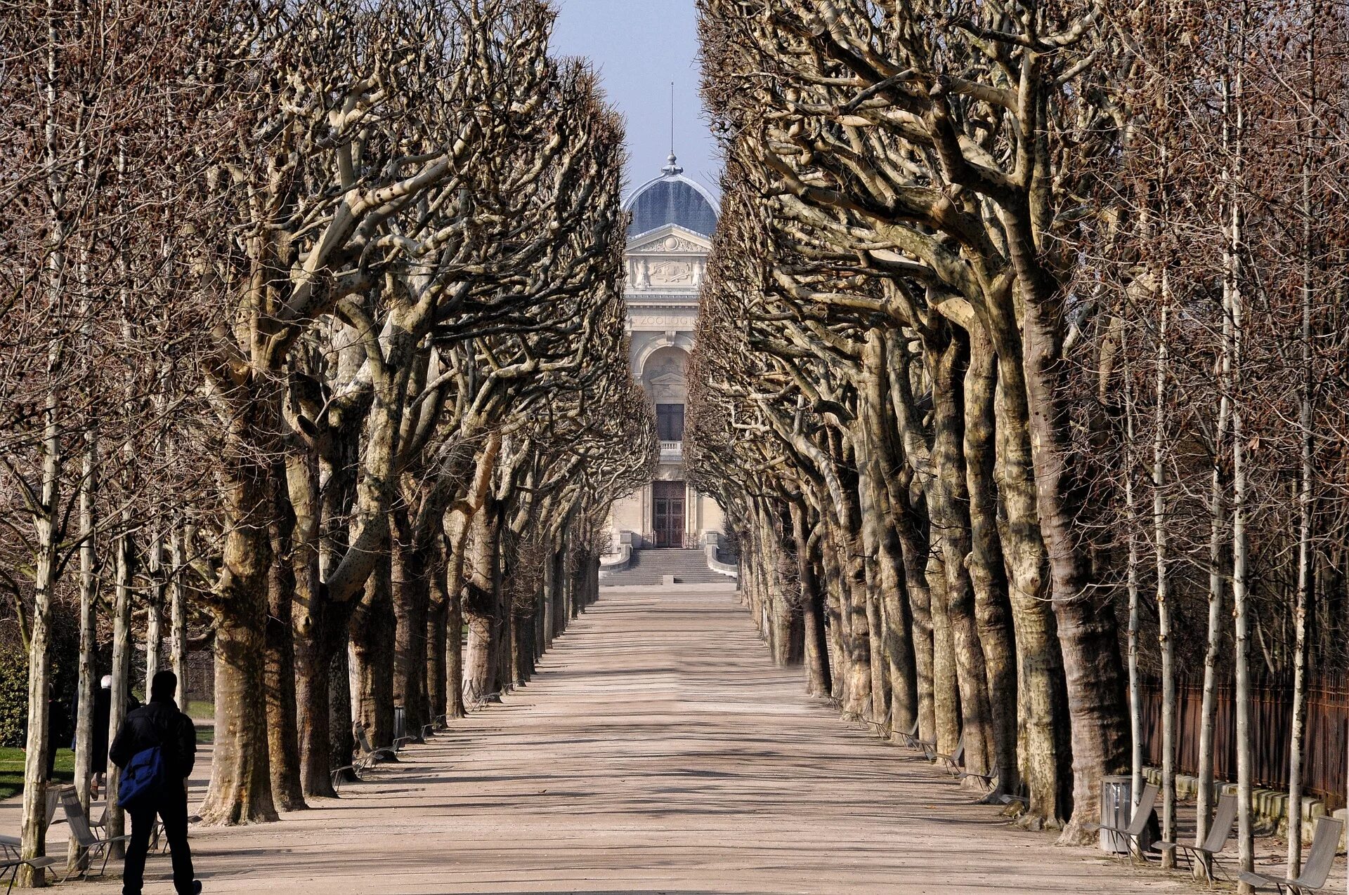 Как назвать алею. Аллея платанов Франция. Липовая аллея в Париже. Menagerie du Jardin des plantes сад растений. Сад растений Париж.