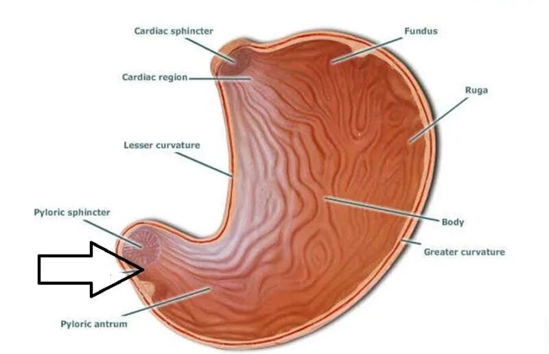 Признаки кардии желудка. Пилиридический сфинктер. Пилорический сфинктер желудка. Привратник желудка анатомия.