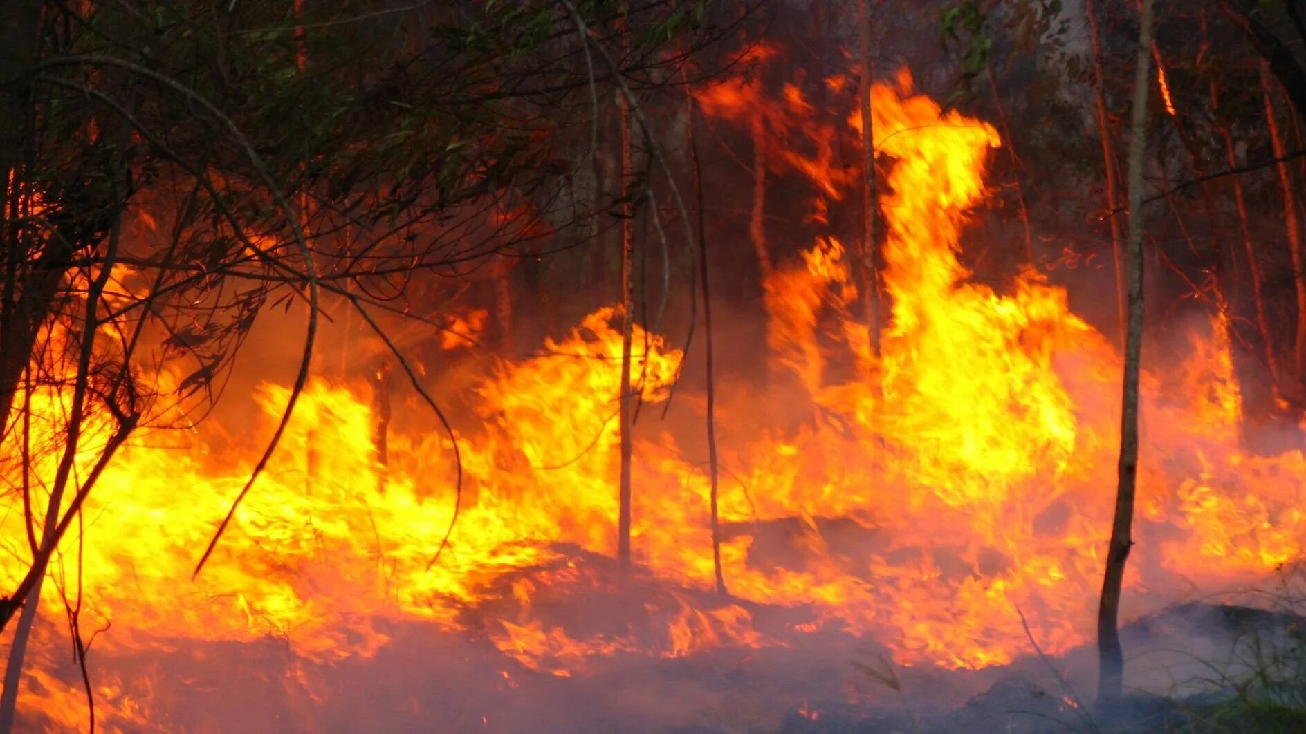 Отсветы дальнего пожара. Дальний план пожар. Forest Fire. Лес в огне великолепный фон. Дальний сгорел