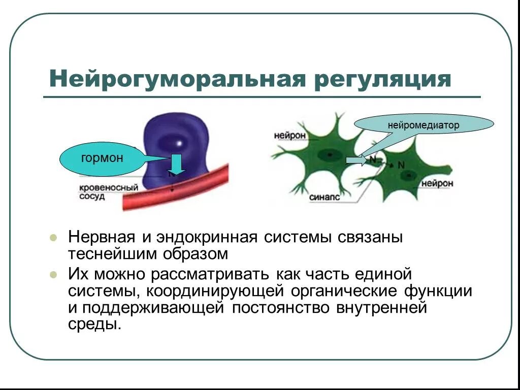 Механизм нейрогуморальной регуляции процессов и функций организма. Нейрогуморальная регуляция строение. Нейрогуморальный аппарат регуляции крови это. Нейрогуморальная регуляция функций физиология. Какую роль играет нервная