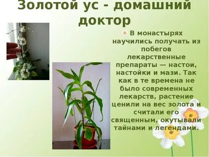 Лечение золотым усом