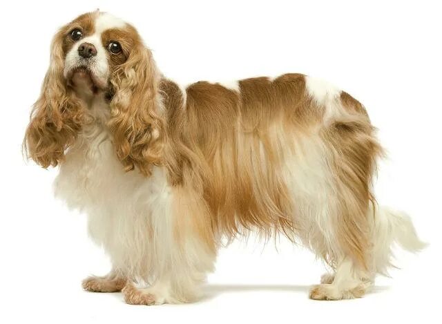 Клички для собак девочек спаниелей. Имена для собак мальчиков кокер спаниель. Английский кокерспониель. Клички для кокера девочки. Кокапу собака.