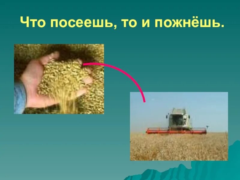 Что посеешь то. Что посеешь то и пожнешь. иллюстрация к пословице что посеешь то и пожнёшь. что посеешь то и пожнешь для детей. пословица что посеешь то и пожнешь.