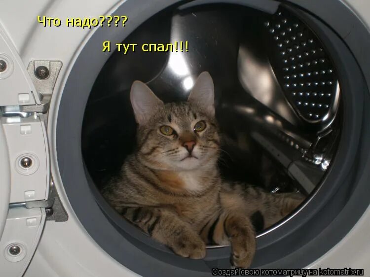 Я тут буду спать. Кот в машинке. Котик в стиралке. Кота постирали в машинке. Кот в стиральной машине Мем.