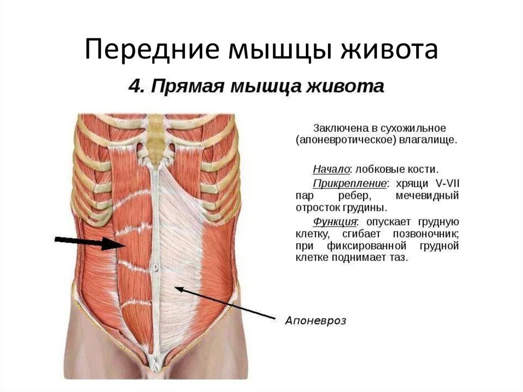 Сильные мышцы живота. Поперечная мышца живота (m. transversus abdominis). Мышцы передней брюшной стенки прямая. Сухожильное влагалище прямой мышцы живота. Мышцы живота послойно анатомия.