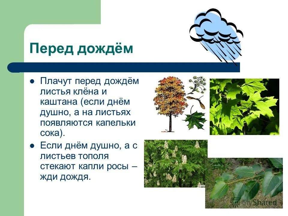 Растения барометры. Соцветия клевера поникли. Шишки заойныз леревтев раскрываются при. Шишки хвойных деревьев раскрываются примета. Шишки хвойных деревьев раскрываются примета.