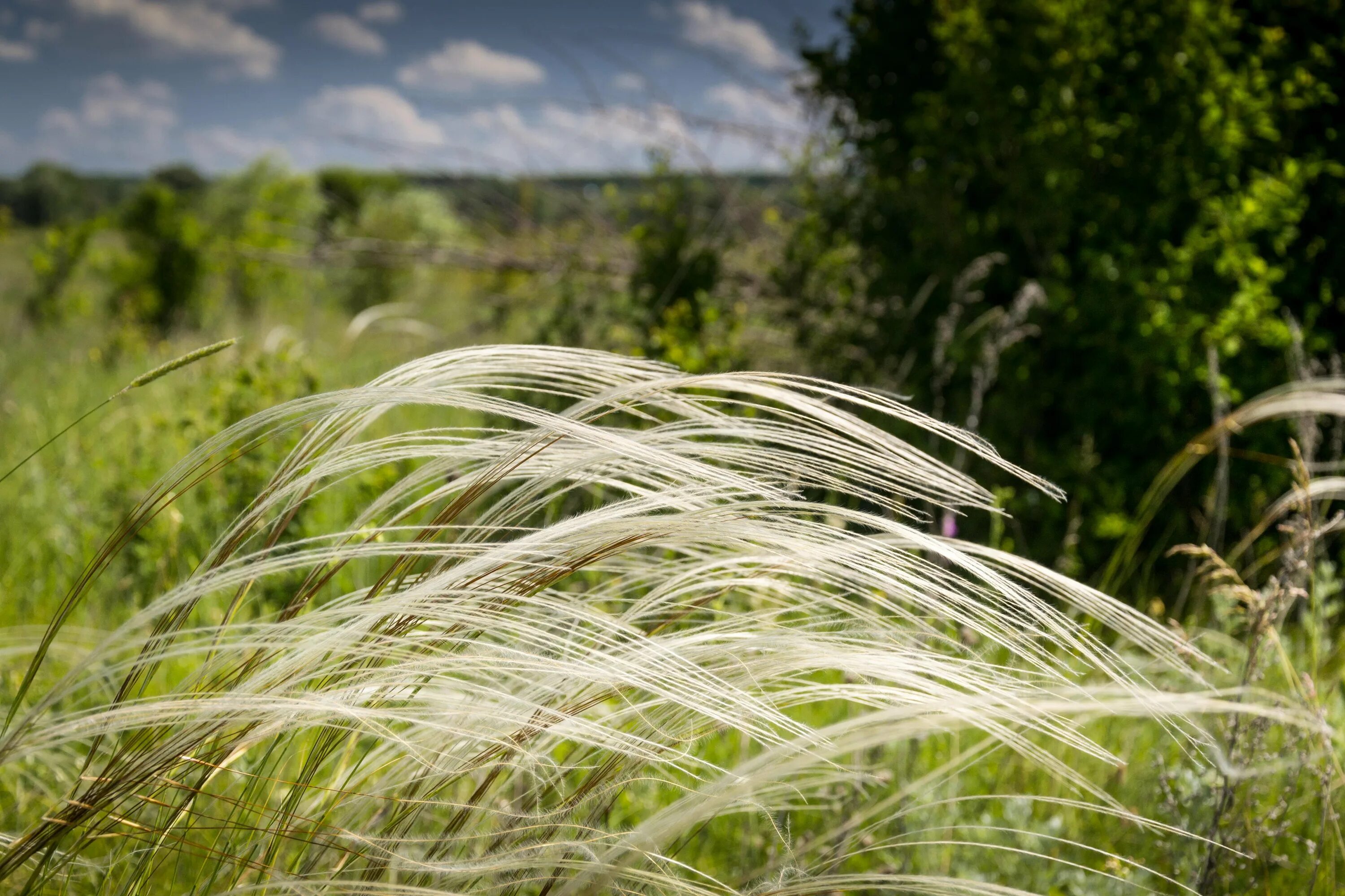 Соответствующее название ковыля. Ковыль перистый. Ковыль перистый (Stipa pennata). Ковыль (Stipa). Алтайский заповедник ковыль перистый.