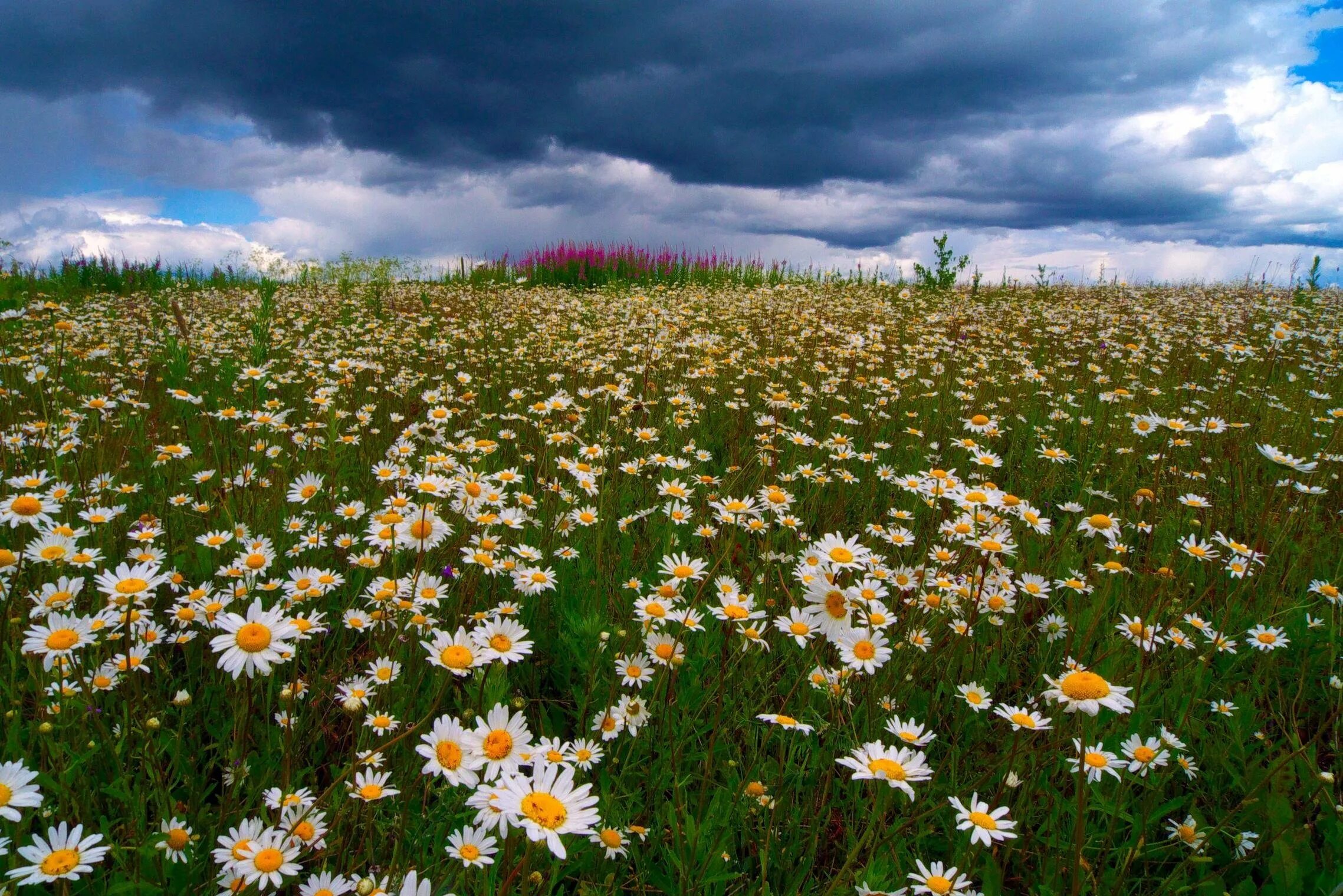 Огромное поле ромашек. Ромашковые поля абинский район. Ромашковое поле песня. Ромашковое поле каменск уральский. Поле ромашек.
