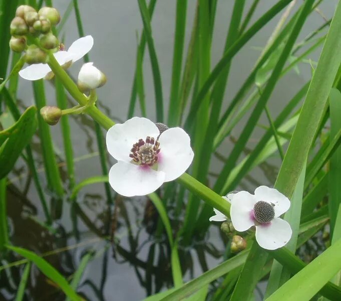 стрелолист. разнолистность у стрелолиста. стрелолист обыкновенный гидрофит. как выглядит цветок стрелолист. стрелолист обыкновенный (sagittaria sagittifolia).