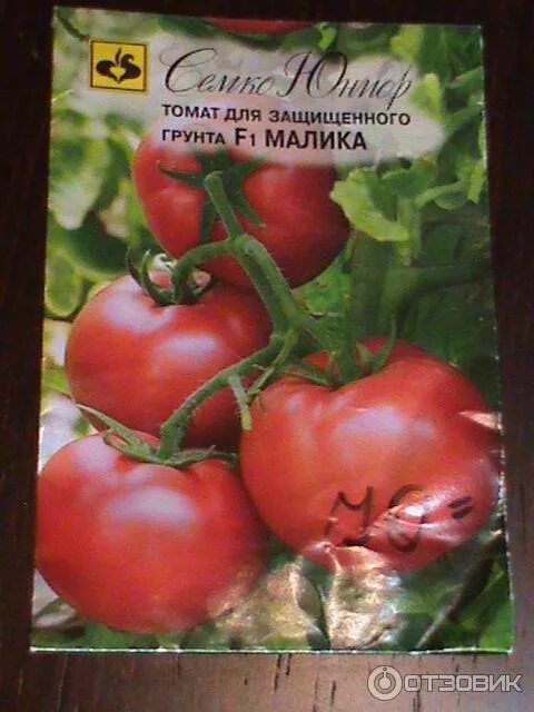 Семена фирмы семко. Сорт семко помидоры. помидоры фирмы семко каталог. семко юниор. семко-юниор семена.