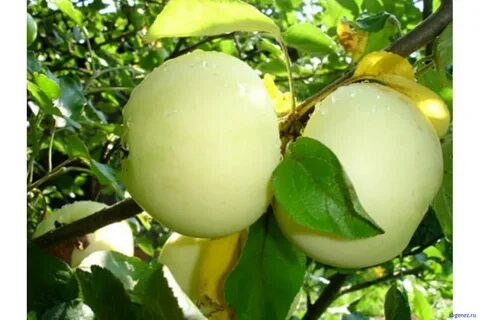 Белая яблоня