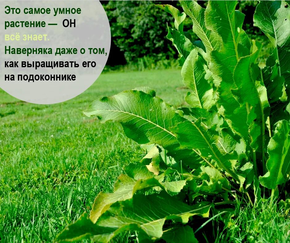 Растение мудрого. Самое умное растение. хрен самое умное растение. самое умное растение в мире. растение -... мудрый.