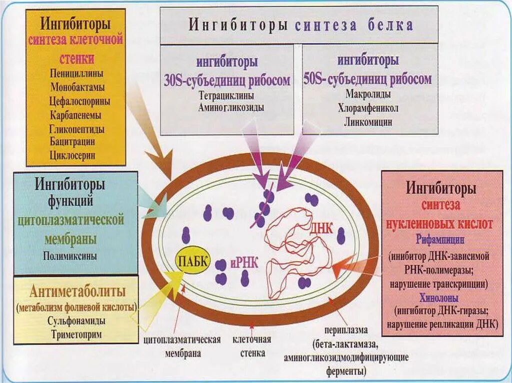 Механизм действия антибиотиков на бактериальную клетку. Микробные биопленки. Бактерии живущие в кишечнике человека. Mycoplasma mycoides jcvi-syn1. Синегнойная палочка биопленка.