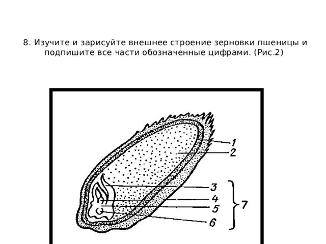 Рассмотрите рисунок семени какая структура. Внешнее строение зерновки пшеницы. Внешнее и внутреннее строение зерновки пшеницы. Строение зерновки пшеницы рисунок. Плод Зерновка схема.