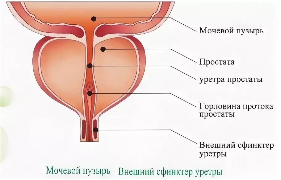 Наружная простата