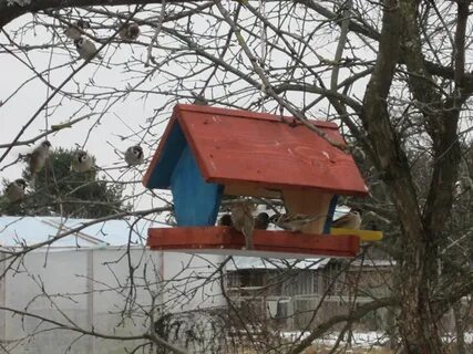 Кормушка липецк