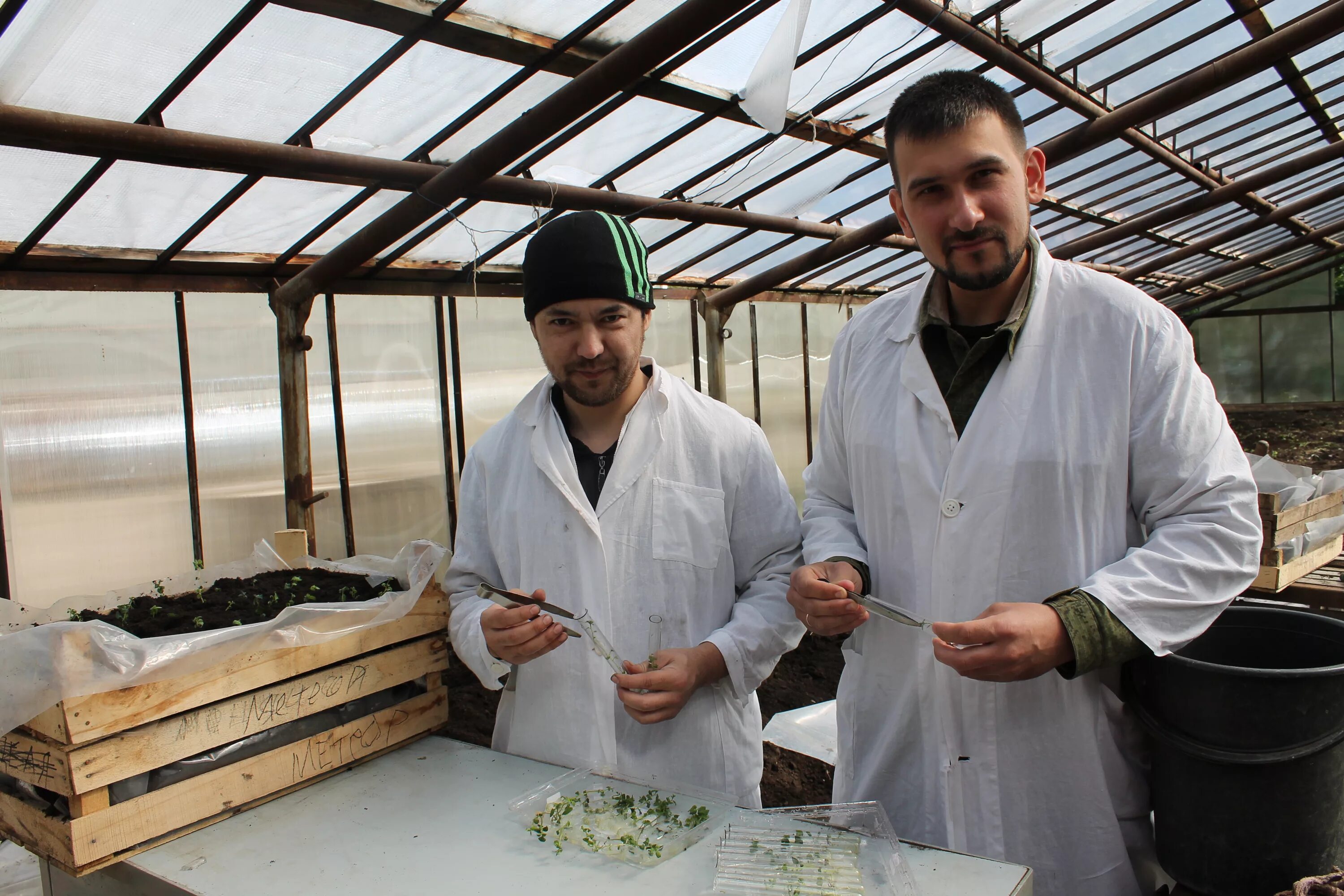 Лаборатория селекции. Лаборатория селекции. Лаборатория селекции. Генная инженерия в сельском хозяйстве. Лаборатория селекции.