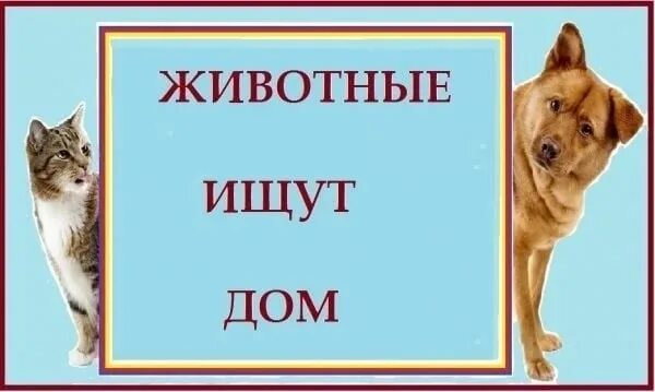 Он ищет животных. Животные ищут дом. ищу дом. животное ищет дом. картинки животные ищут дом.