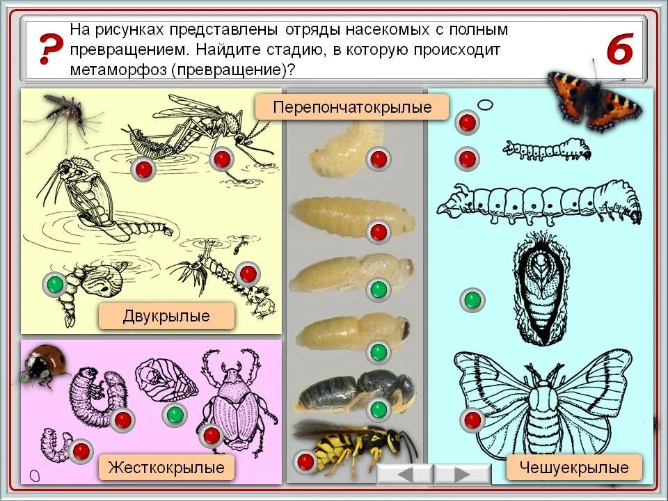 Отряд насекомых тип развития. Отрядынасекомыъх с полным превращением. Отряды насекомых с метаморфозом. Отряды насекомых с полным превращением. Отряды насекомых с полным метаморфозом.