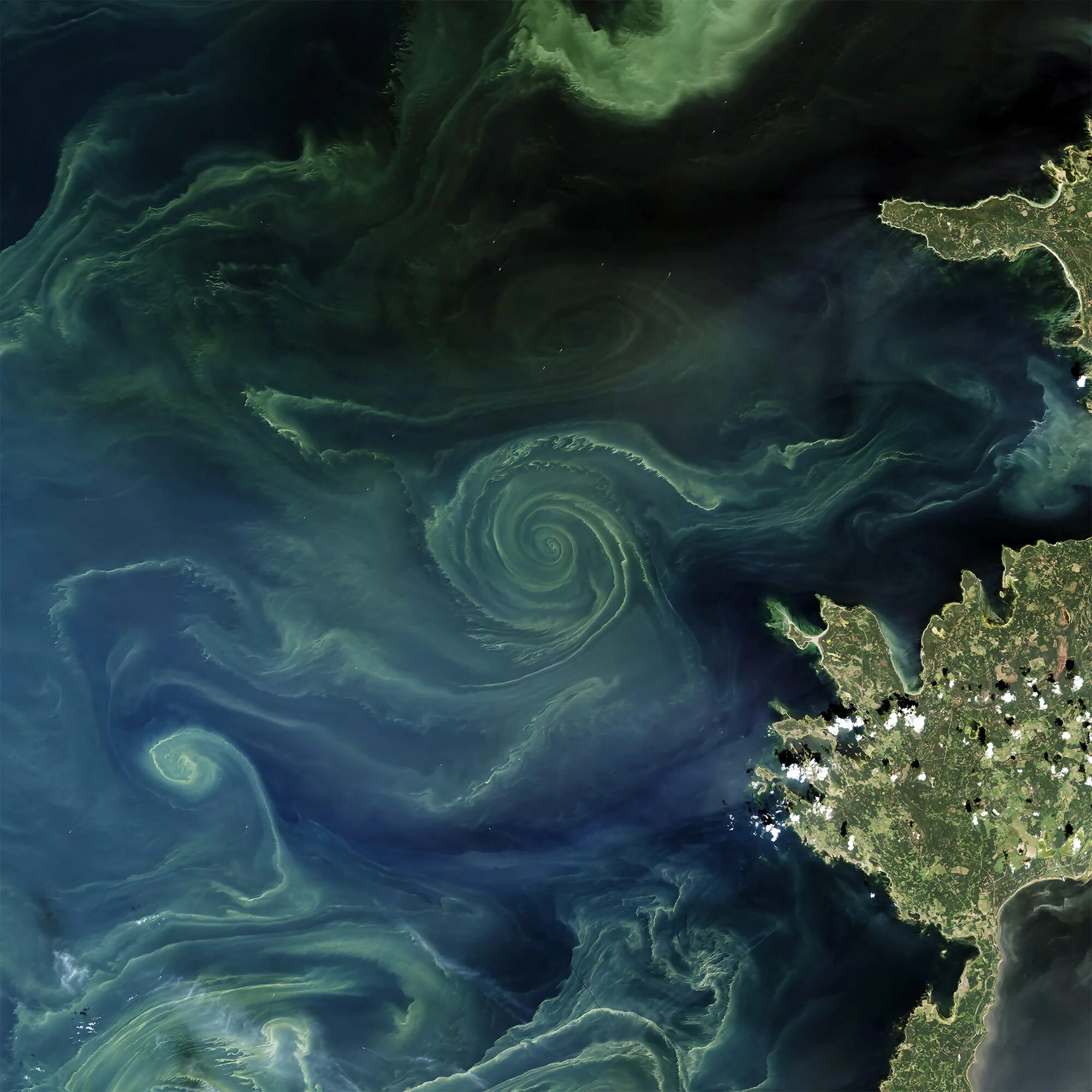 Фитопланктон б. Цветение фитопланктона в море. Балтийское море планктоны. Фитопланктон Атлантического океана. Фитопланктон фото.