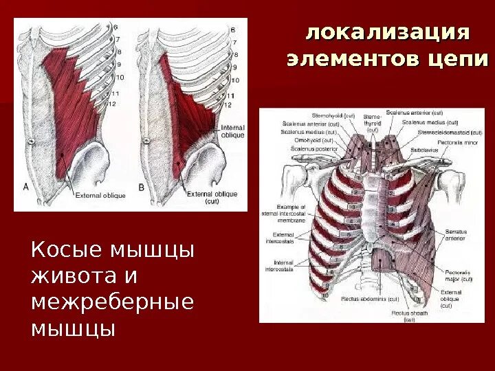 Косые и межреберные мышцы живота. Мышечная локализация. Локализация деталей это. Ассоциированный органом мышцы.