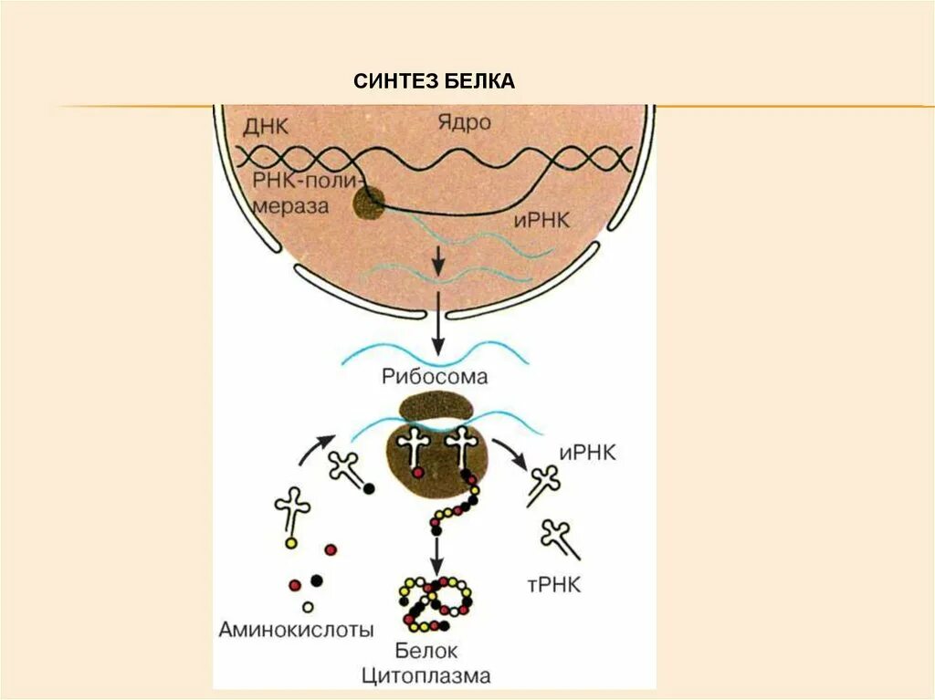4 этапы синтеза белка. Схема синтеза белка в рибосоме. Рибосома в процессе биосинтеза белка. Синтез белка схема ЕГЭ. Синтез белка в ядре.