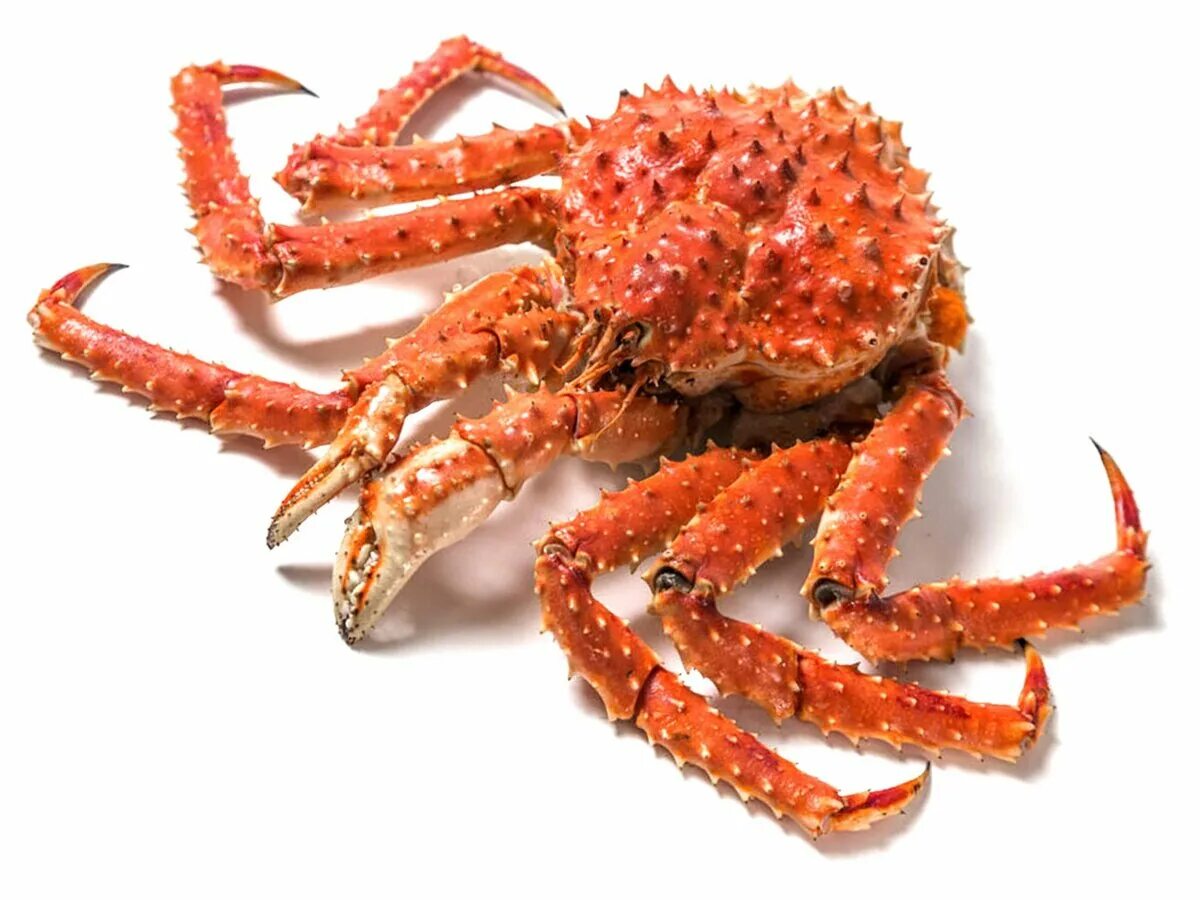 Кра c. Краснокорый краб. Красивый краб. Красный галапагосский краб. Беломорский краб.