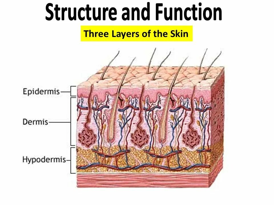 Какая структура дермы образована этой тканью. Эпидермис дерма гиподерма. Слои кожи эпидермис дерма и гиподерма. Строение кожи человека эпидермис дерма гиподерма. Слои эпидермиса дермы и гиподермы.