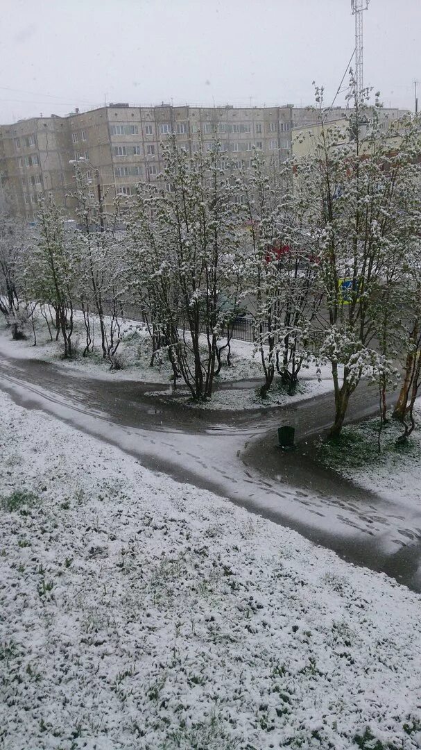 Где выпал снег в россии сегодня. Первый снег в Мурманске. Снегопад в Мурманской области. Снег летом в Мурманске. Первый снег в Заполярном.