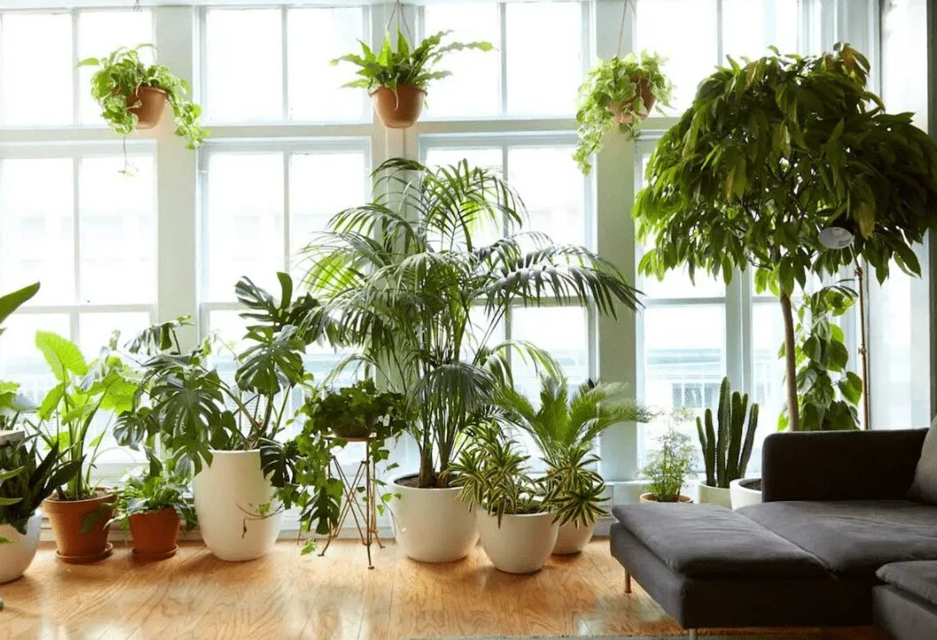 Горшечные растения. Клмнатныетрастения названия. Урбан джангл. Комнатные рстени яс названиями. Хлорофитум лимон.