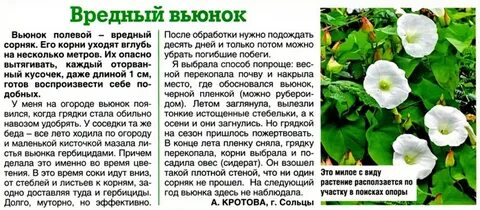 Как бороться с вьюнком