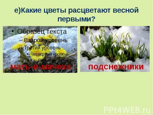 Какие растения 1 зацветают. Какие цветы зацветают первыми весной. Первые растения зацветающие весной. Растения которые первыми зацветают. Какое растение зацветает первым весной.