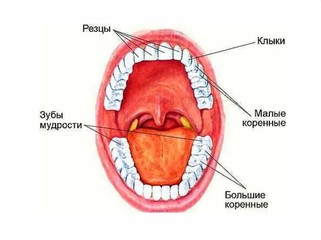 Какие бывают полости