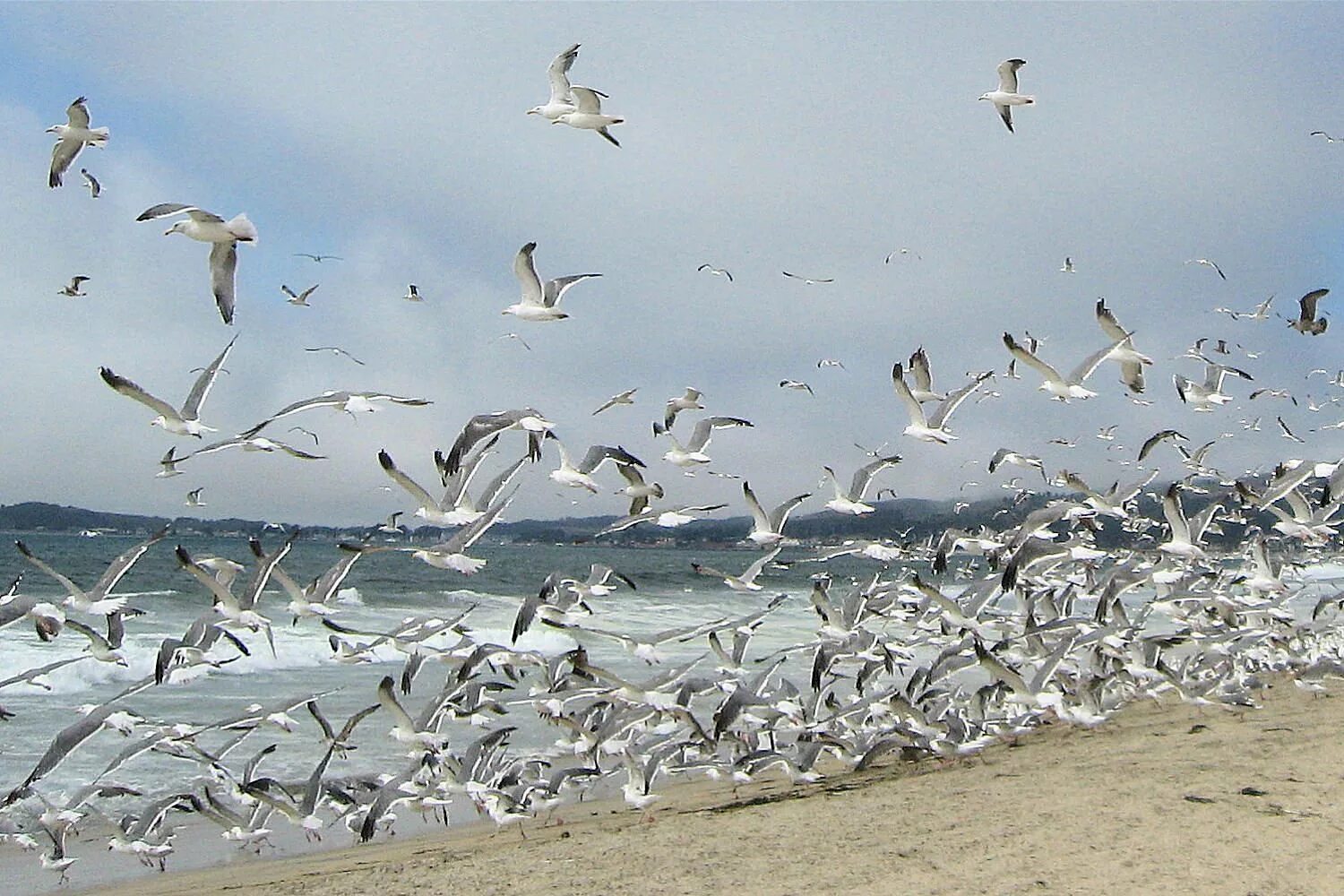 Стая птиц. Стаи птиц и море. Миграция птиц. Стайка птиц.
