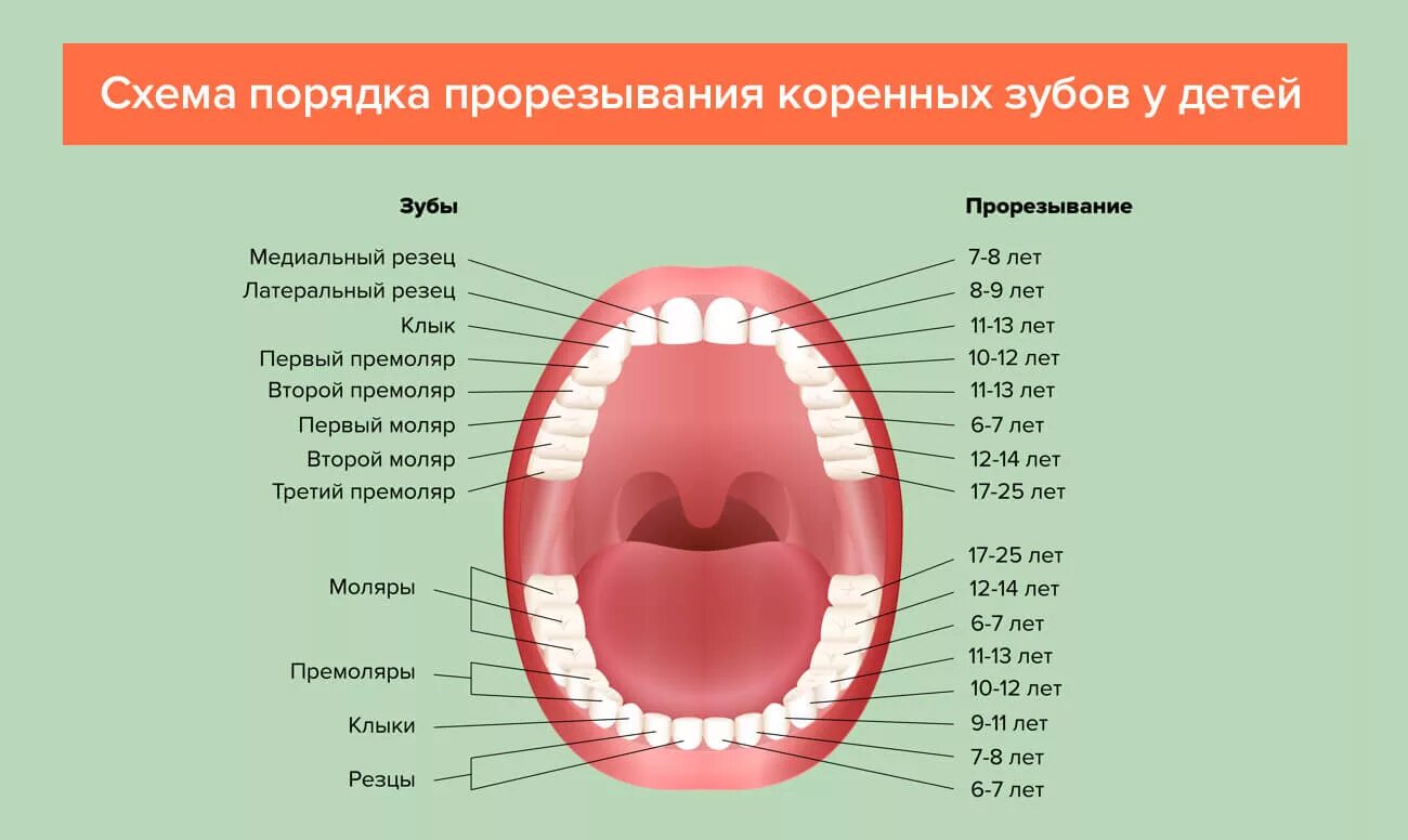 Сколько зубов должно вылезти. Коренные зубы порядок прорезывания. Порядок появления коренных зубов у детей. Схема прорезывания постоянных зубов у детей. Зубы у детей порядок прорезывания и выпадения.