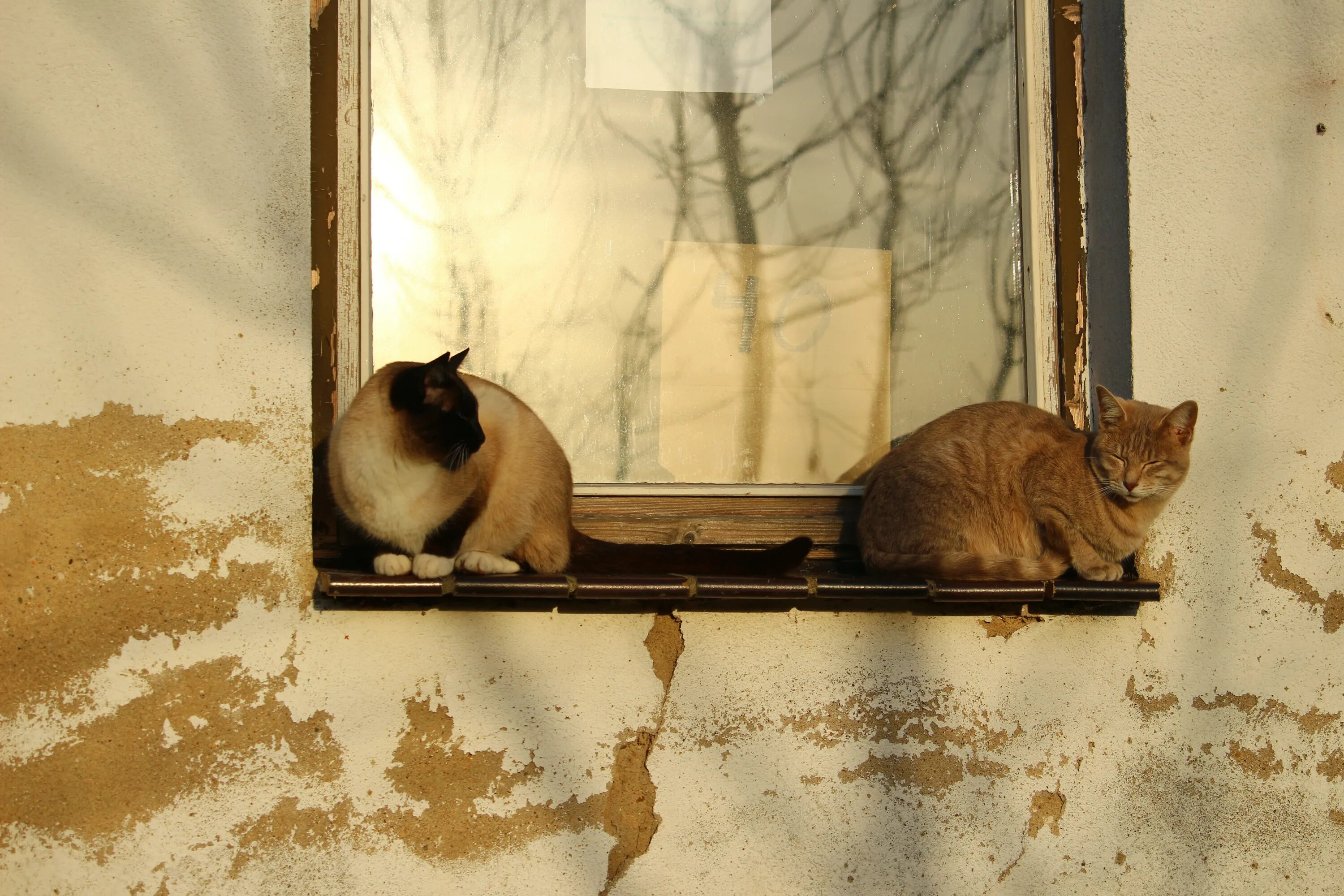 Кот под окном. Кошки на окошке. Кошка на окне. Кот на подоконнике. Кот за окном.